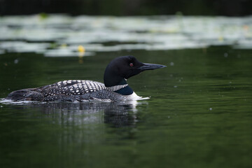 A common loon reflected in a calm pond.