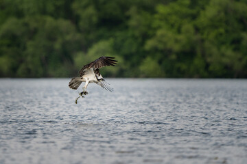 An osprey lifts a large fish out of the water after a successful catch.