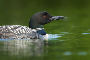 A portrait of a loon floating in a gentle pond, showcasing its vibrant red eye.