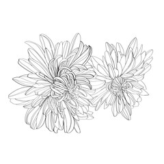 white chrysanthemum isolated on white