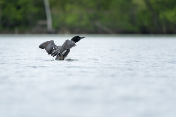 An environmental photograph of a loon rising above the lake and flapping its wings.