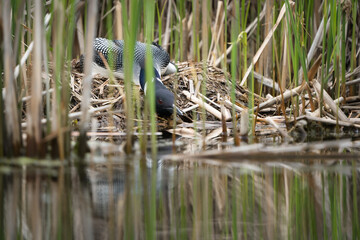 A female loon sits on her nest tucked away in tall grass.