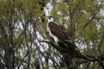 An osprey perches on a branch overlooking a lake.