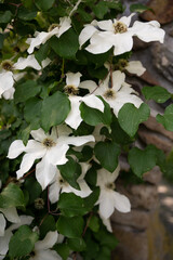 White clematis flowers gracefully climb a green vine along a stone
