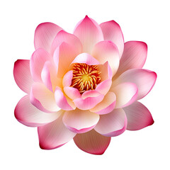 Fototapeta premium lotus flower isolated on transparent background Remove png, Clipping Path