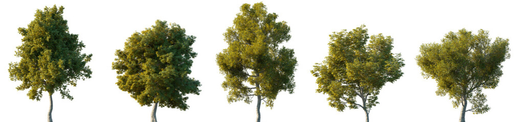 Large trees with lush crowns isolated png on a transparent background premium cutout
