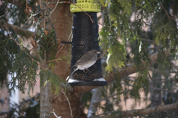 Sparrow on a branch next to a feeder