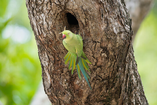 Rose-ringed parakeet - Psittacula krameri, ring-necked parakeet, ringneck parrot, Kramer parrot close to hollow at dark bark in background. Photo from Nilaveli Beach in Sri Lanka.