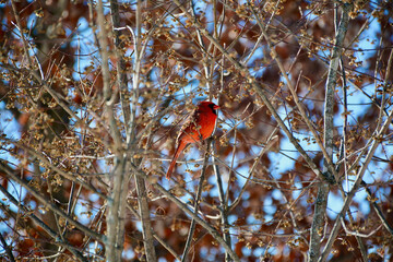 Red cardinal on a branch
