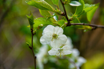 Kwiat wiśni