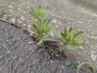 Purple Toadflax (Linaria purpurea) sprouting from a crack in a pavement
