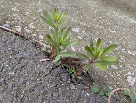 Purple Toadflax (Linaria purpurea) sprouting from a crack in a pavement