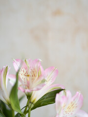 Fototapeta premium Delicate pink alstroemeria flowers blooming on neutral background