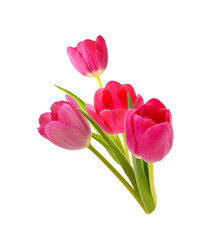 Stack Young pink tulips isolated on white background