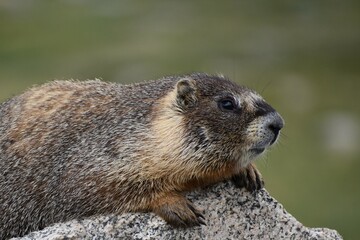 marmot resting on a rock in the mountains of Colorado