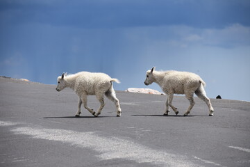 mountain goat kids mt. blue sky