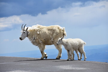 a mountain goat and her kids mt. evans colorado