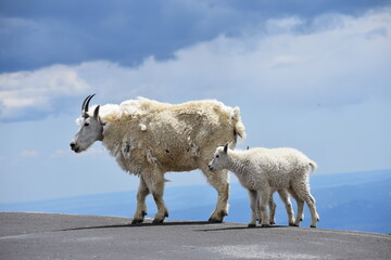 a mountain goat and her kids mt. evans colorado
