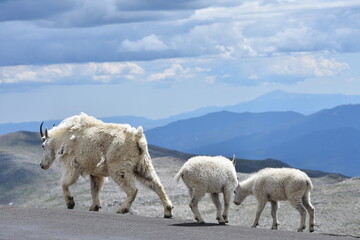 a mountain goat and her kids mt. evans colorado