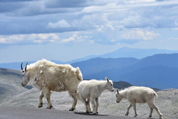 a mountain goat and her kids mt. evans colorado