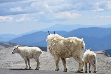 mountain goat and kids with mountains in distance