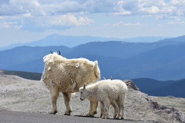 mountain goat and kids with mountains in distance