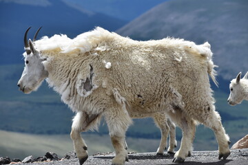 Mountain goat wandering the road