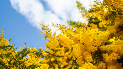 Mimosa flowers during flowering close-up, yellow, spring awakening, nature of the south of France
