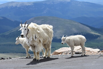 mountain goat and kids with mountains in distance