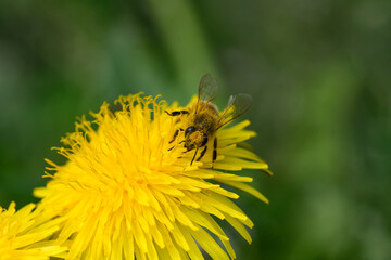 Fototapeta premium Close-up of a bee on a dandelion flower