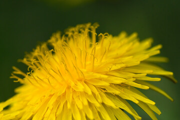 Close-up of a dandelion flower