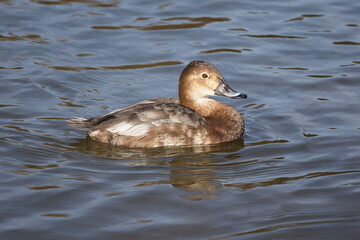 close up portrait of a female common pochard, Aythya ferina, as she swims on the water which has space for text copy