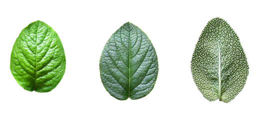 Vibrant closeup of lush green leaves, showcasing diverse textures and shapes.  Perfect for concepts of nature, growth, health, or environmental themes.