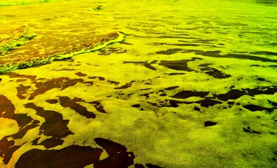 green grass and water