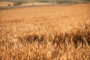 A field of tall, dry grass with a few weeds in it. Scene is somewhat desolate and barren, with the dry grass.