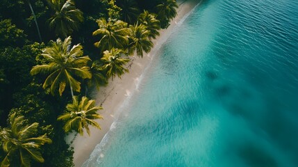 Tropical paradise: Turquoise water meets a sandy beach lined with lush palm trees from above.