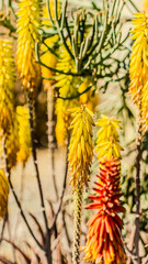 Aloe plants in bloom. Different spices of Aloe plant.
