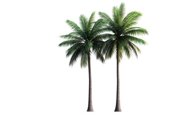 Two palm trees with vibrant green leaves