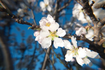 Blossom of almond tree, Prunus dulcis,  Prunus amygdalus