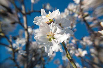 Blossom of almond tree, Prunus dulcis,  Prunus amygdalus