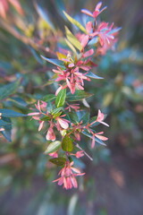 Blossom of Linnaea × grandiflora, synonym Abelia × grandiflora, flowering plant in the...