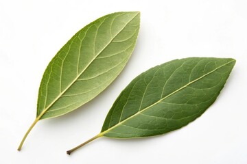 Fototapeta premium Two Laurel Leaves Close-up on White Background, Ideal for Culinary or Botanical Themes, Featuring Detailed Veining and Natural Green Color, Flat Lay Composition