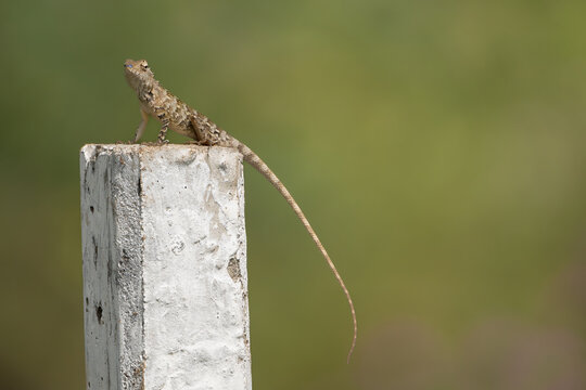 oriental garden lizard, eastern garden lizard, Indian garden lizard, common garden lizard, bloodsucker, changeable lizard - Calotes versicolor on pole at green background. Photo from Sri Lanka. 