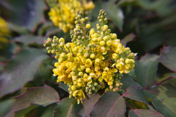 Flowering Mahonia  plant with yellow flowers, Berberis aquifolium