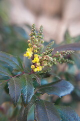 Flowering Mahonia  plant with yellow flowers, Berberis aquifolium