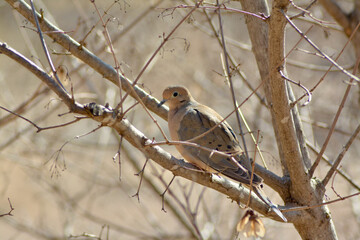 Mooring dove on a branch.