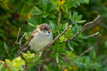 House Sparrow (Passer domesticus)
