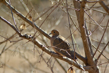 Mooring dove on a branch.