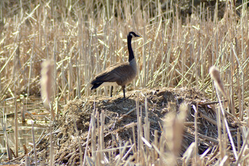 Fototapeta premium Canada goose standing on a nest.