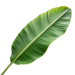 Obraz premium A vibrant green banana leaf, isolated on white or transparent PNG. Perfect for tropical designs, eco-friendly themes, and summer decorations.
